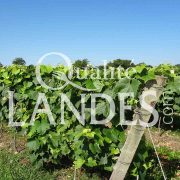 Vignes d'Armagnac AOC