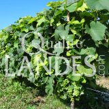 Vignes d'Armagnac AOC