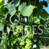 Vignes d'Armagnac AOC