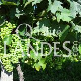 Vignes d'Armagnac AOC