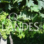 Vignes d'Armagnac AOC