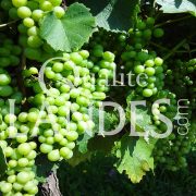 Vignes d'Armagnac AOC