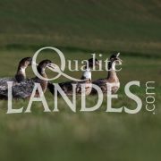 Canards Fermiers des Landes IGP - Label Rouge