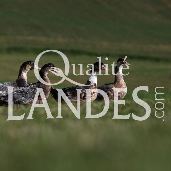 Canards Fermiers des Landes IGP - Label Rouge