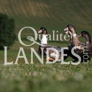 Canards Fermiers des Landes IGP - Label Rouge