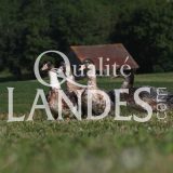 Canards Fermiers des Landes IGP - Label Rouge