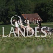 Canards Fermiers des Landes IGP - Label Rouge