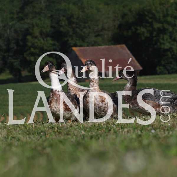 Canards Fermiers des Landes IGP - Label Rouge