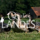 Canards Fermiers des Landes IGP - Label Rouge