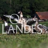 Canards Fermiers des Landes IGP - Label Rouge