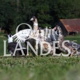 Canards Fermiers des Landes IGP - Label Rouge