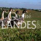 Canards Fermiers des Landes IGP - Label Rouge