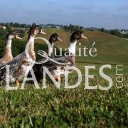 Canards Fermiers des Landes IGP - Label Rouge