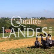 Canards Fermiers des Landes IGP - Label Rouge