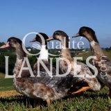 Canards Fermiers des Landes IGP - Label Rouge