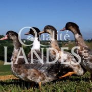 Canards Fermiers des Landes IGP - Label Rouge