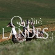 Canards Fermiers des Landes IGP - Label Rouge