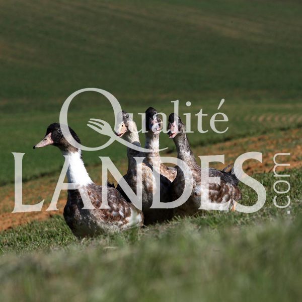 Canards Fermiers des Landes IGP - Label Rouge Canards Fermiers des Landes IGP - Label Rouge