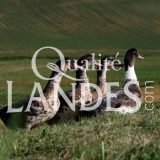 Canards Fermiers des Landes IGP - Label Rouge
