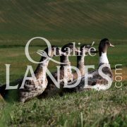 Canards Fermiers des Landes IGP - Label Rouge