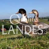 Canards Fermiers des Landes IGP - Label Rouge