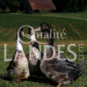 Canards Fermiers des Landes IGP - Label Rouge