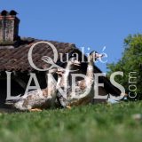 Canards Fermiers des Landes IGP - Label Rouge