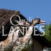 Canards Fermiers des Landes IGP - Label Rouge