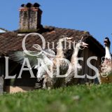Canards Fermiers des Landes IGP - Label Rouge