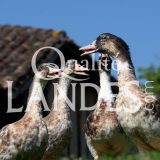 Canards Fermiers des Landes IGP - Label Rouge