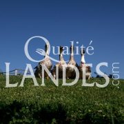 Canards Fermiers des Landes IGP - Label Rouge