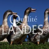 Canards Fermiers des Landes IGP - Label Rouge