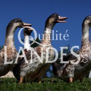 Canards Fermiers des Landes IGP - Label Rouge