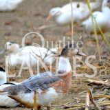 Canards Fermiers des Landes IGP - Label Rouge