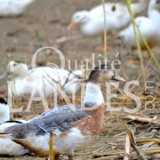 Canards Fermiers des Landes IGP - Label Rouge