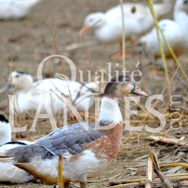 Canards Fermiers des Landes IGP - Label Rouge Canards Fermiers des Landes IGP - Label Rouge