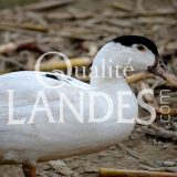 Canards Fermiers des Landes IGP - Label Rouge
