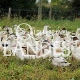 Canards Fermiers des Landes IGP - Label Rouge
