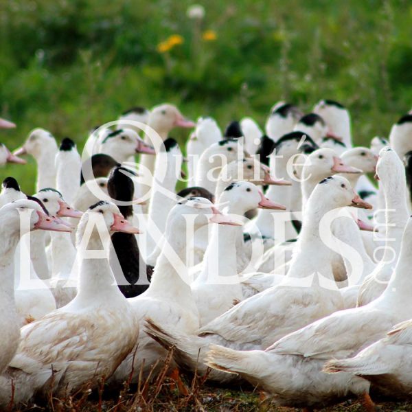Canards Fermiers des Landes IGP - Label Rouge