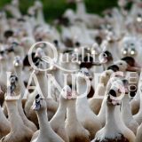 Canards Fermiers des Landes IGP - Label Rouge