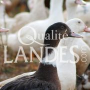 Canards Fermiers des Landes IGP - Label Rouge