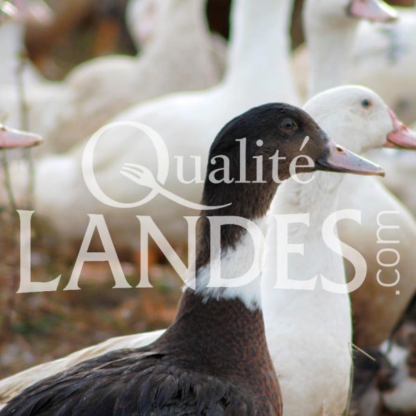 Canards Fermiers des Landes IGP - Label Rouge Canards Fermiers des Landes IGP - Label Rouge