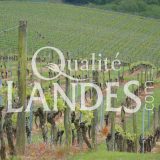 Vignes de Vin de Tursan AOC