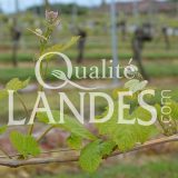 Vignes de Vin de Tursan AOC