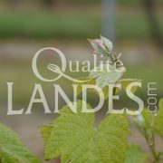 Vignes de Vin de Tursan AOC