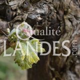 Vignes de Vin de Tursan AOC