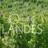 Vignes de Vin de Tursan AOC
