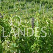 Vignes de Vin de Tursan AOC