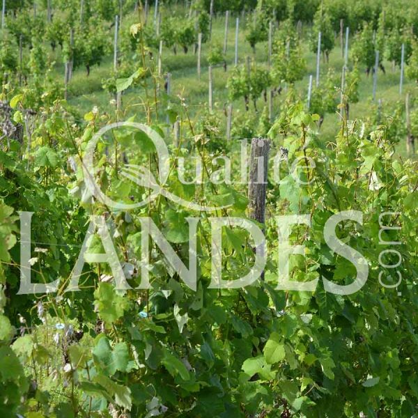 Vignes de Vin de Tursan AOC Vignes de Vin de Tursan AOC