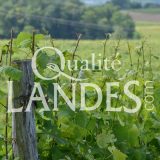 Vignes de Vin de Tursan AOC